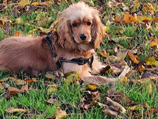 Продаётся щенок — Английский кокер-спаниель