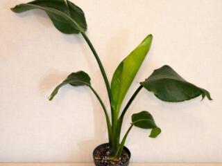 Стрелиция Николая