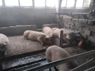 Продам свиней