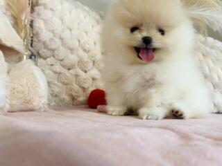 Щенки шпица