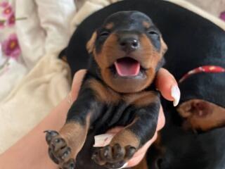 Цвергпинчеры (мини-доберман)