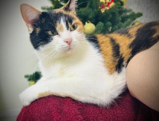 Передержка кошек