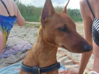 Цвергпинчер