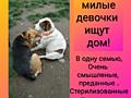Ищем хозяина для двух неразлучных, стерилизованных собак Муси и Туси.