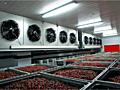 Холодильное оборудование для овощей-фруктов-ягод-хранилище от 10-1000