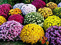 Многолетние шаровидные хризантемы -- сделайте свой газон ярче