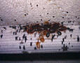 Истребление клопов таракано блох, муравьев. Санобработка Приднестровья