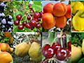 Pomi fructiferi - vișin, cireș, cais, prăsad, migdal..
