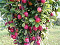 Copaci fructiferi