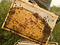 Продаю пчелосемьи и отводки с молодыми матками высокого качества рои