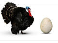 Яйцо на инкубацию, индюшиное, кур (Брама, ) и мускусное (немых уток).