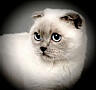 Вязка вислоухого шотландца Молодой кот Поинт с затемненным корпусом