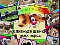 Клубные щенки разных пород