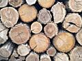Дрова Акации
