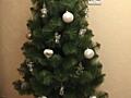 Сосна новогодняя