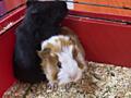 В продаже морские свинки, малыши