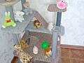 Продаю горку для кошек. цена= 180 рублей Вместе с игрушками. Вайбер