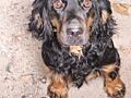 Найдена собака породы кокер-спаниель.