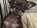 Готовятся к продаже клубные щенки Той Терьера мини