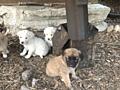 Отдам в добрые руки щенков алабаев!