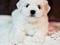 Щенки МАЛЬТИЙСКОЙ БОЛОНКИ (Мальтезе) с документами!