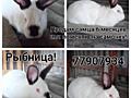 Продам кроликов