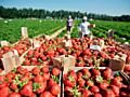 Получай за сезон 6000 евро на сборе клубники в Германии.