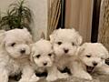 Щенки МАЛЬТИЙСКОЙ БОЛОНКИ (Мальтезе) с документами!