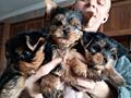 Продаются щенки Йоркширского терьера,