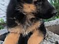 Щенки овчарки
