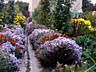 Хризантема и астра альпийская садовые кустовые