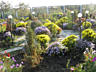 Хризантема и астра альпийская садовые кустовые