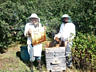 Недорого продам натуральный пчелиный мед "Белая акация" и "Цветочный"