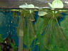 Аквариумное растение "Пистия" (для аквариумов и внутренних водоемов)