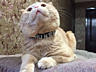 Вязка-шотландский вислоухий кот