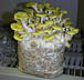 Выращивание грибов в домашних условиях. Продажа мицелия!!!