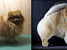 Стрижка собак и кошек(груминг) от 150 руб. - все фото Мои