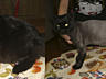 Стрижка собак и кошек(груминг) от 150 руб. - все фото Мои