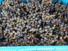 Черноплодная рябина-aronia nero