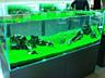 Изготовим аквариумы и террариумы на заказ по индивидуальным размерам
