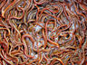 Земляные черви смотрите "область применения червей"