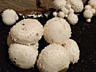 Выращивание грибов в домашних условиях. Продажа мицелия!!!