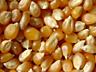 Продам семена кукурузы для попкорна -15 руб/кг