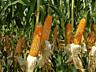 Seminte porumb rautel / семена кукурузы реуцел
