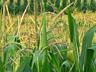 Seminte porumb rautel / семена кукурузы реуцел