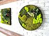 Декоративный Мох, эко мох, декоративные растения muschi decorativi