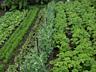 BioGrow Plus – биоактиватор роста растений и рассады