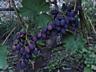 Продам саженцы столовых сортов винограда, районированных в г. Сумы