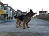Câine ciobanesc german la IMPERECHERE