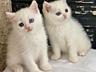 Продаются британские котята шикарного окраса вискас и белый!!!